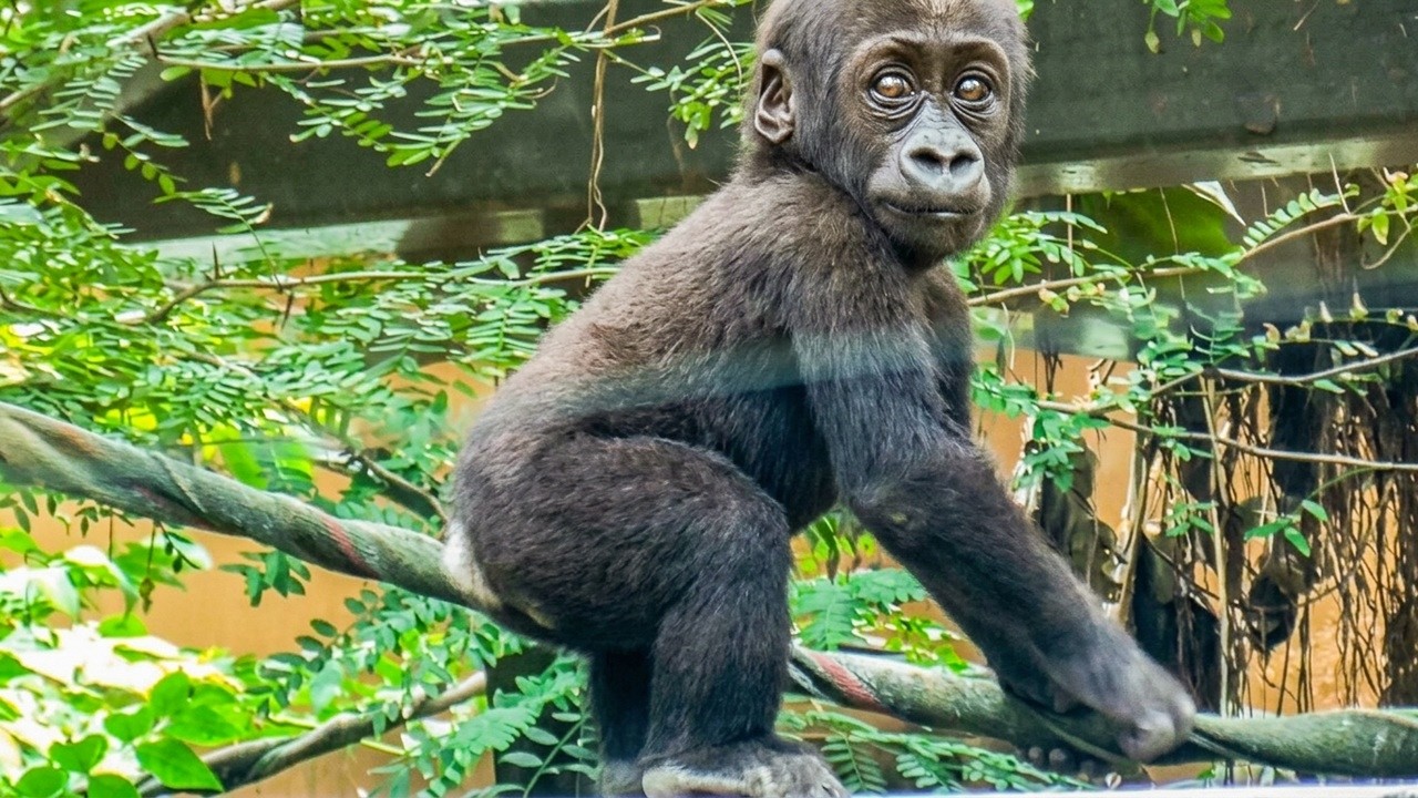 Baby Gorilla Santaro Slips at a Dangerous Height 😱 Mom Saves Him