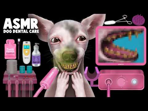 [ASMR | SWITCH*] Treating a Stray Dog’s Teeth | Tartar Removal | Dog Dental Care | Teeth Cleaning