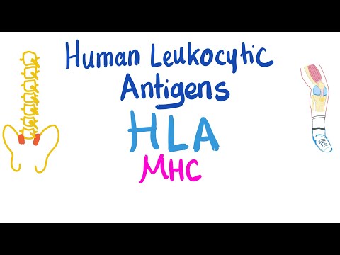 Video: Verschil Tussen HLA En MHC