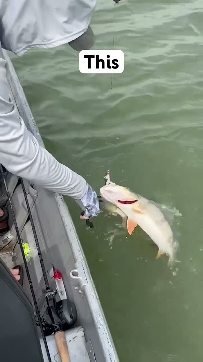 What happens when you add Pro-Cure? #fishing