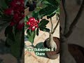 Red Parade of Adenium flowers 😍🤩😘