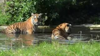 Amur Tigers @ Woburn by FurLinedUK 101 views 7 years ago 21 seconds
