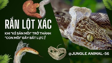 Rắn lột xác: Khi 