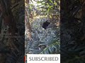 BURUNG UNIK DAN CERDIK