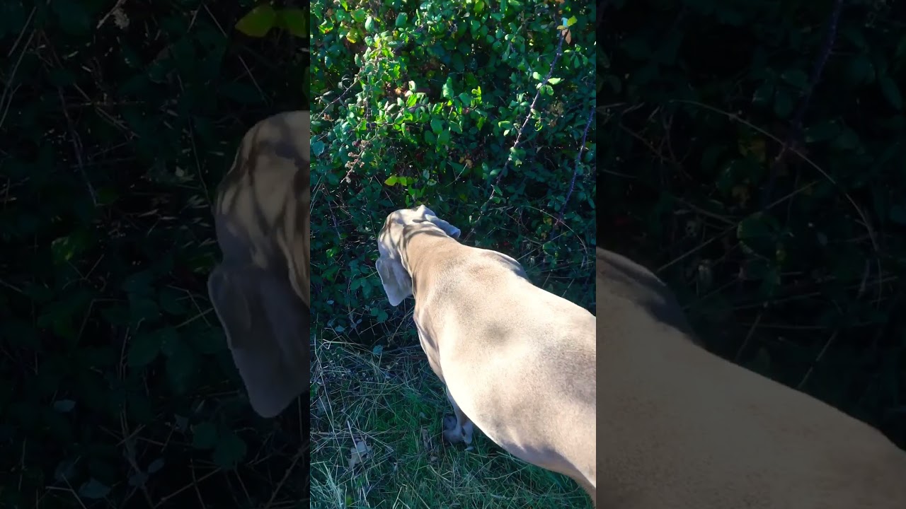 Cuanto cuesta dormir a un perro