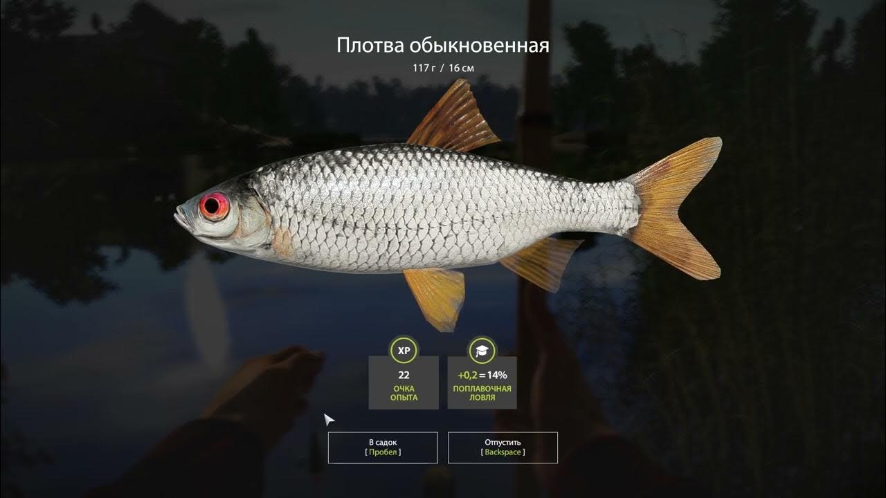 Плотва комариное рр4. Трофейная плотва. лайки фиш. рыбенька.