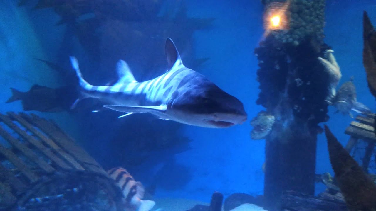 Ocean Fish (Denver Downtown Aquarium) YouTube