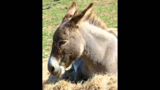 Harmony New Beginnings Animal Rescue