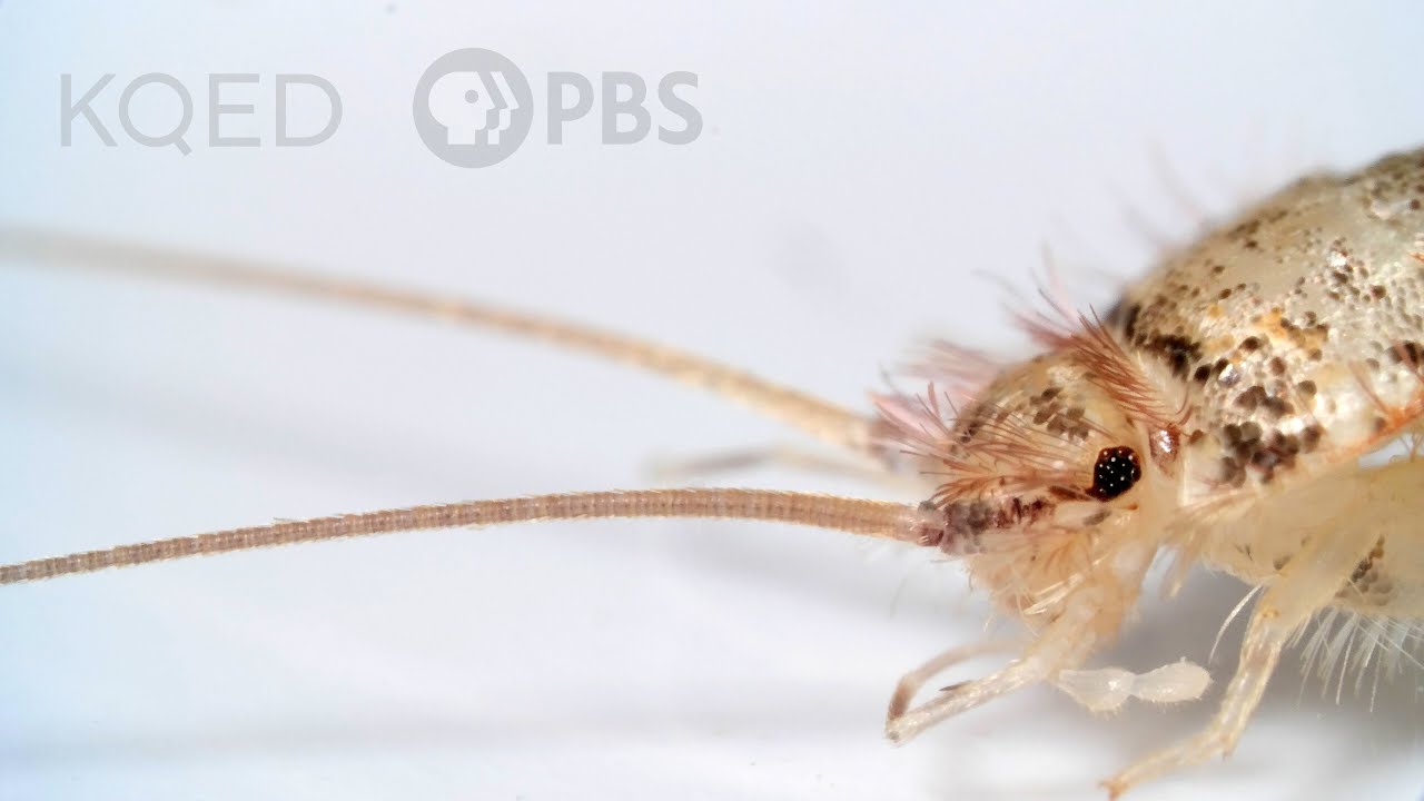 Firebrats and Silverfish Are Rocking Some Old-School Looks | Deep Look