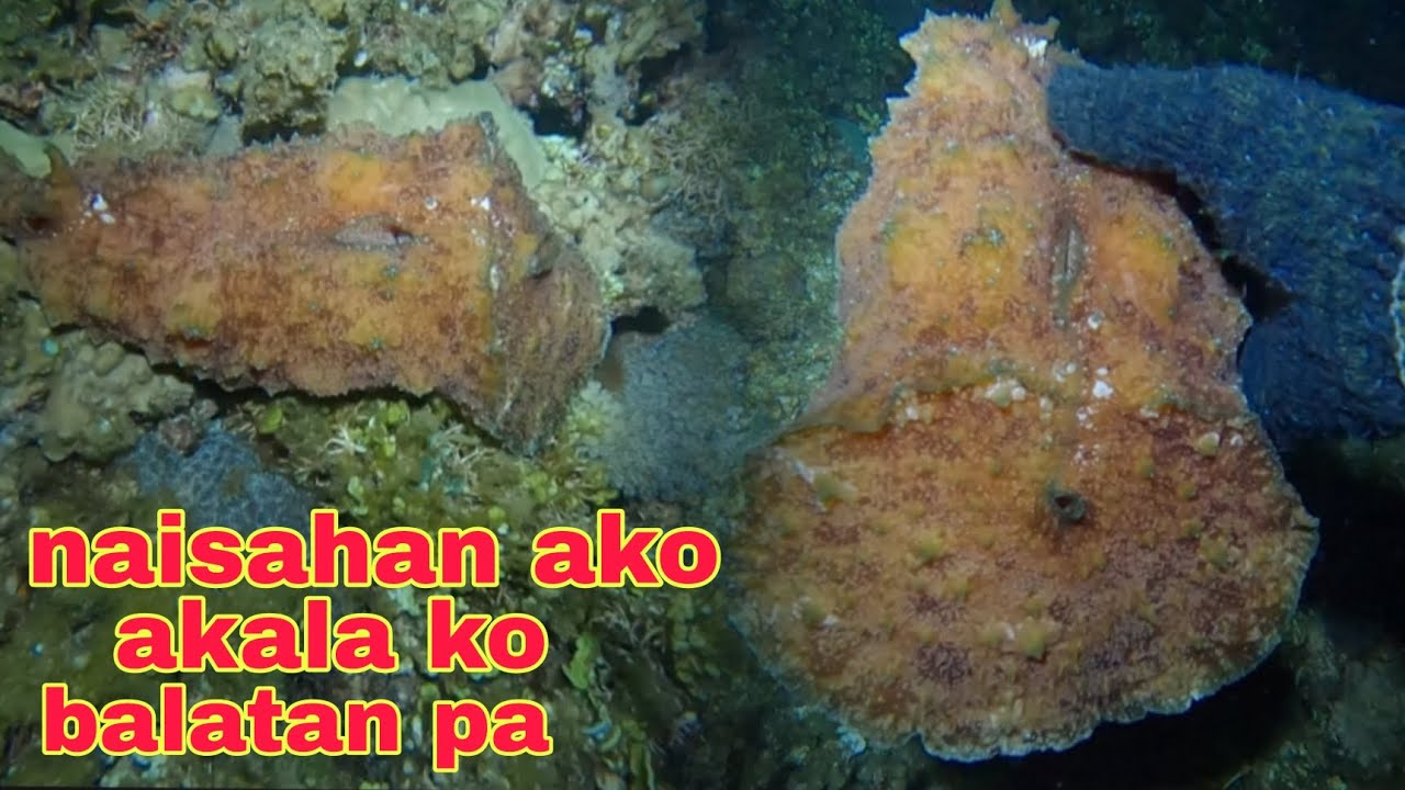 ep551 naisahan ako akala ko balatan pa buray idu pala