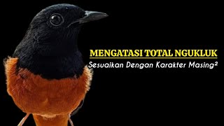 Mengatasi Total Ngukluk || Bengkel Murai Batu