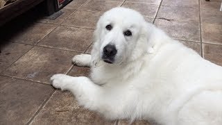 ゆったり...のんびり...いつも通りの日　Great Pyrenees　グレートピレニーズ