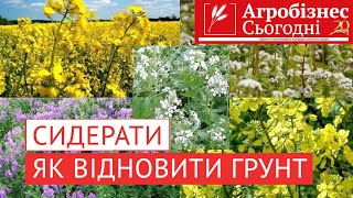 Сидерати — дешевий вид зелених добрив, що в кілька разів підвищують урожайність