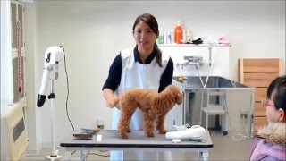 犬のシャンプーの仕方１（道具と準備）【自分でできる犬のトリミング方法】by遠藤エマ