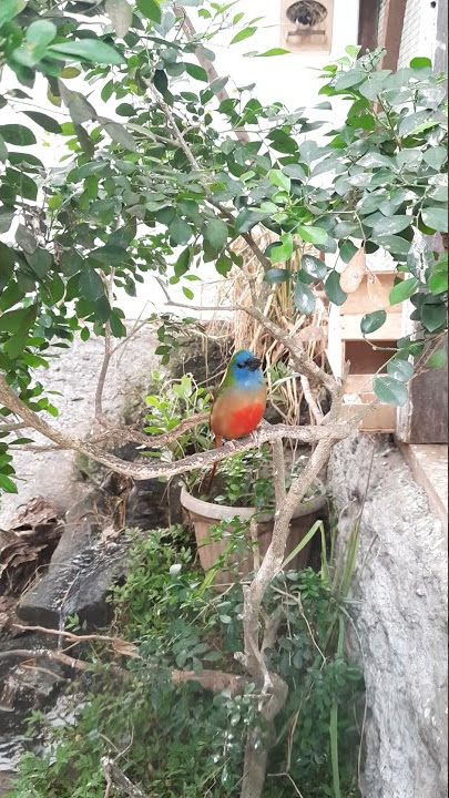 binglis gacor di aviary || Emprit Pelangi || Pin-Tailed ParrotFinch