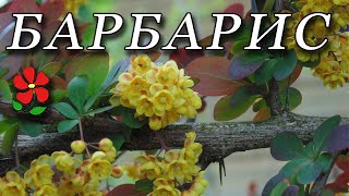 Разноцветные барбарисы! Применение в дизайне, особенности посадки и ухода.