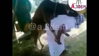 العجل هاج و... صاحبه يا نهار اسود هههههه العجل هاج و... صاحبه يا نهار اسود هههههه