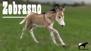 Un Hibrido Salvaje “El Zebrasno” 🐴-Del Cerro Soy