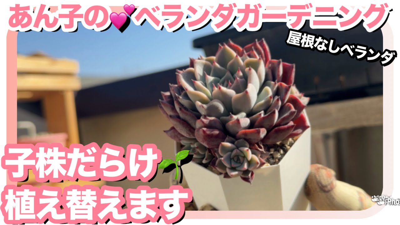 3/2 🏠屋根のないベランダ｜増えすぎた子株💕✨群生のまま植え替えます【多肉植物】【多肉】【植え替え】