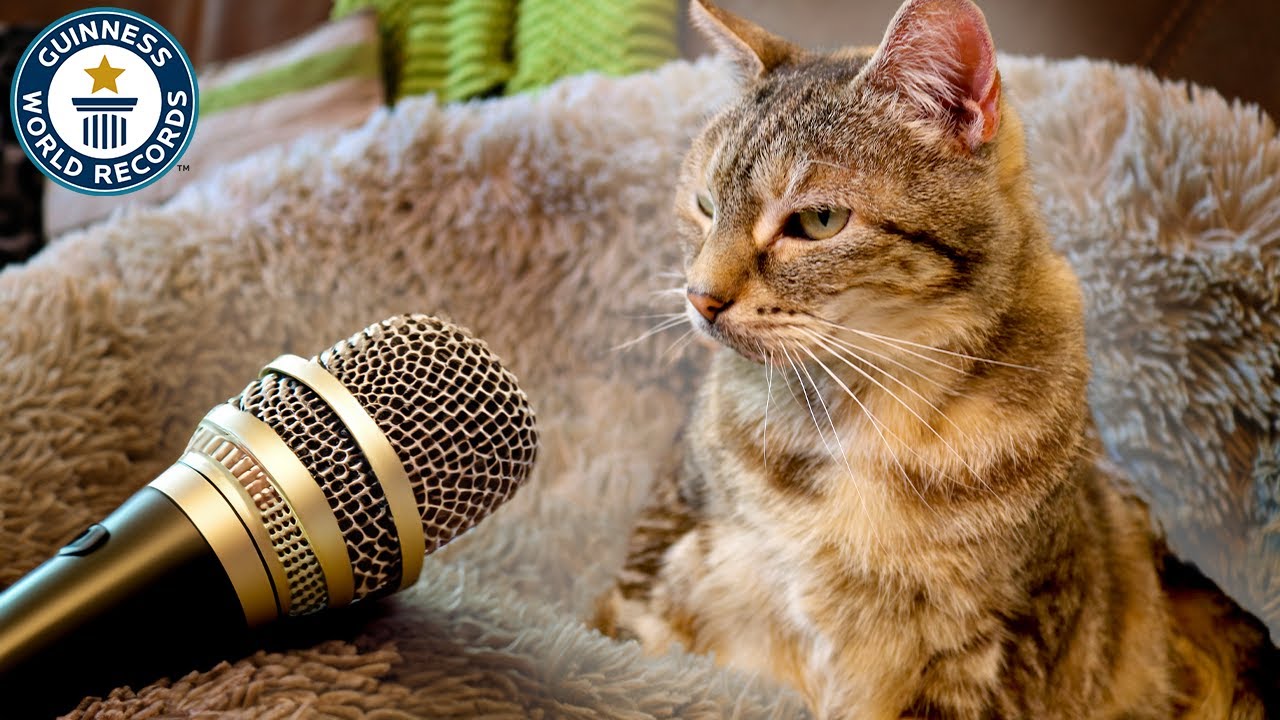 Loudest Purring Cat - Guinness World Records