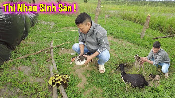 Linh Philip || Thi Nhau Sinh Sản Việt Phi Farm Liên Tục Chào Đón Những Thành Viên Mới !!!