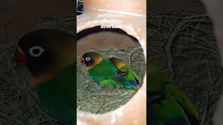 LoveBird  Breeding// lafrican lovebird Saprate Cage breeding progress lovebirds ytshorts bird