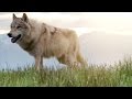 Elk and Bison Calving Behavior