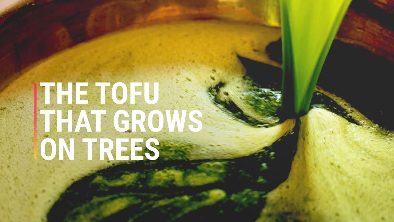 The Tofu That Grows On Trees YouTube