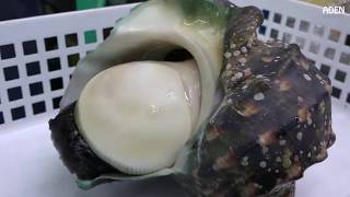 Caracol de mar gigante Yakogai (COMIDA JAPONESA ESPAÑOL 2018)
