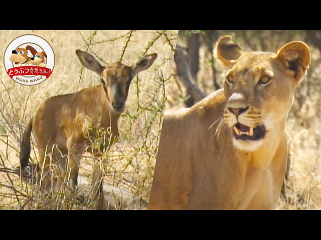 A Lioness Bonds with a Baby Oryx 【Transcending the Law of