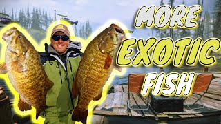 How to catch more Exotic fish?? Complete fishing guide in destiny 2 #guide