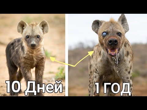 Вот поэтому гиены не хотят Взрослеть!