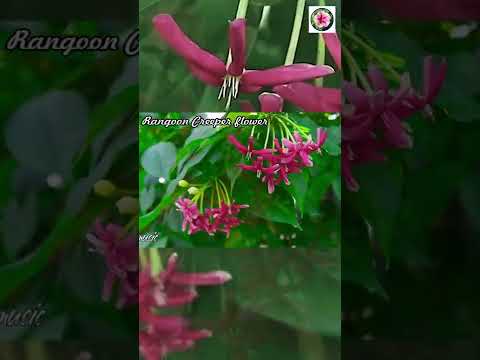 Rangoon Creeper flower, Hoa SỬ QUÂN TỬ, Ý nghĩa loài hoa Sử quân tử,#Shorts