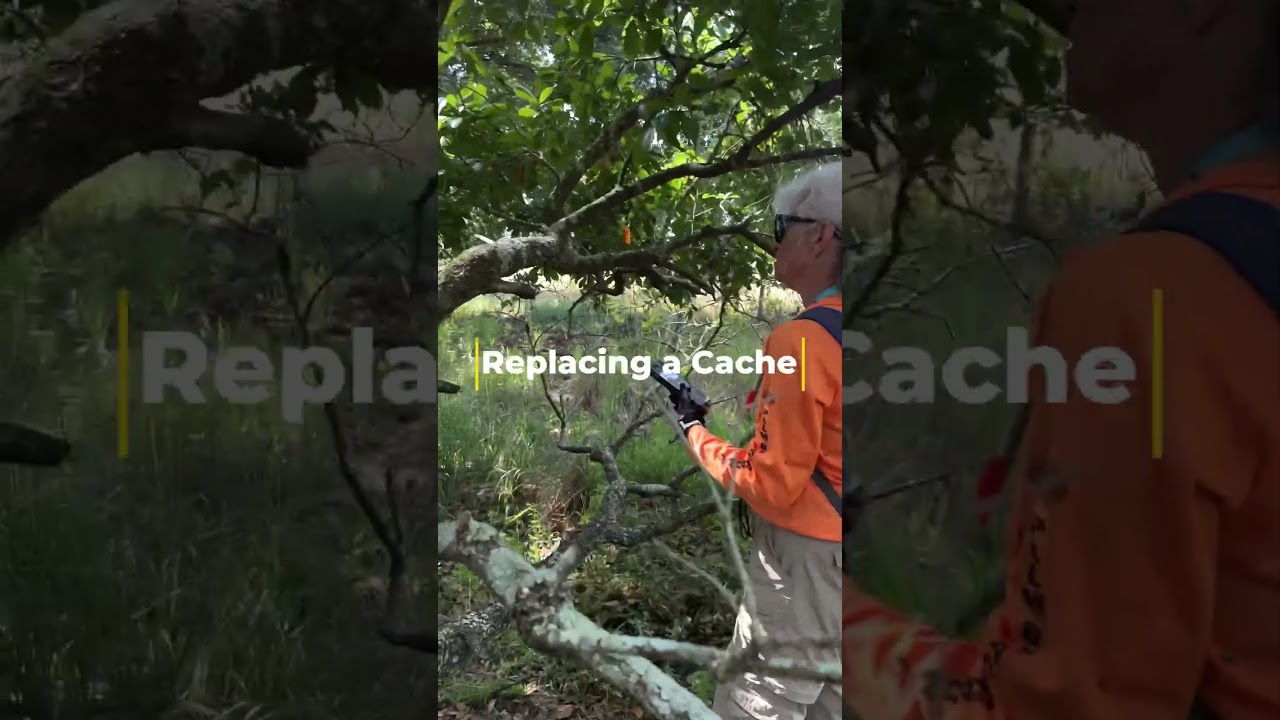 Geocaching  - finding a lonely cache and hiking through a field of wild hibiscus 