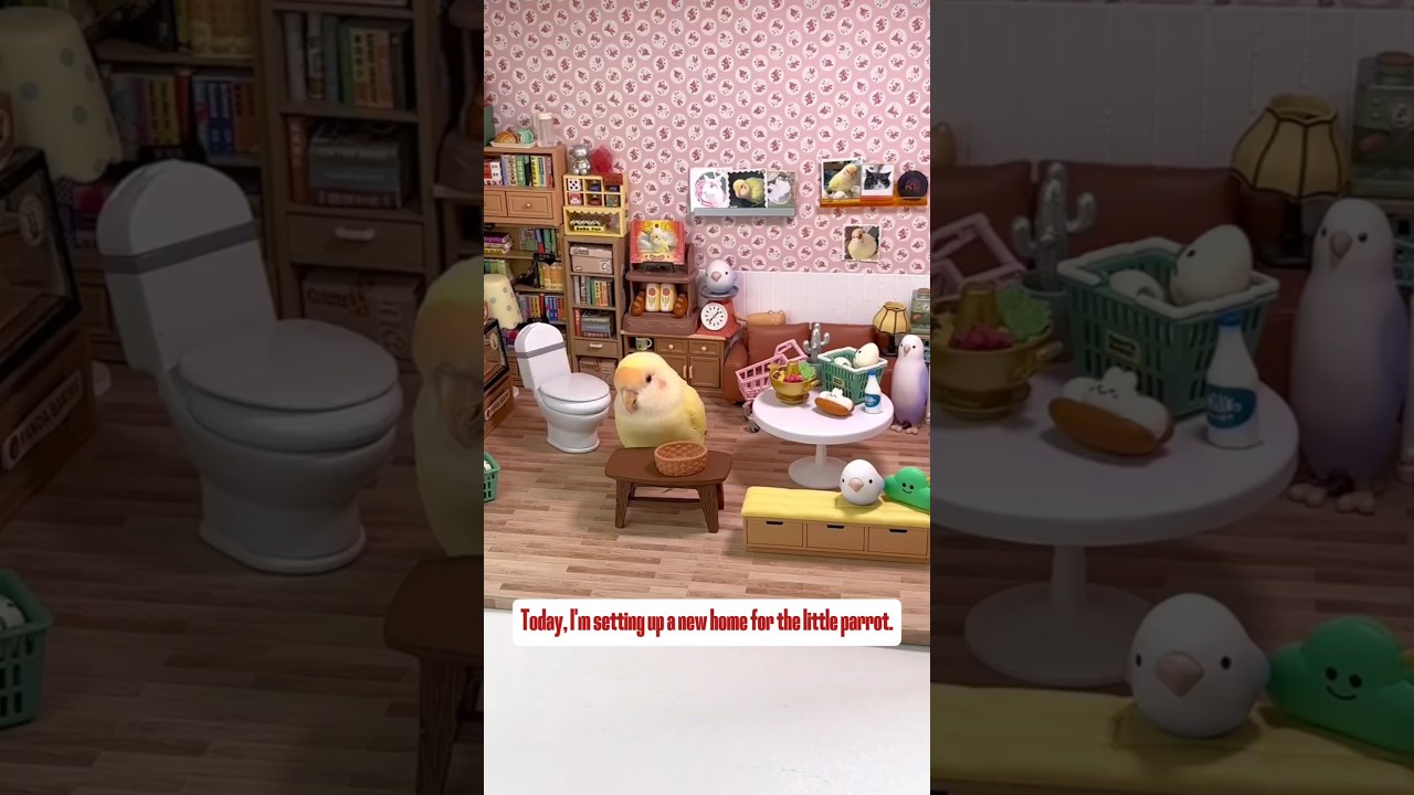 Today, I'm setting up a new home for the little parrot. 