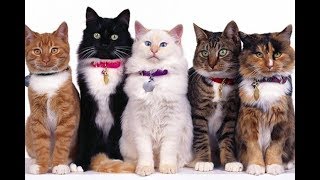 Кошки-такие разные... очередной сборник-коротких роликов о кошках. Кошки-такие разные... очередной сборник-коротких роликов о кошках.