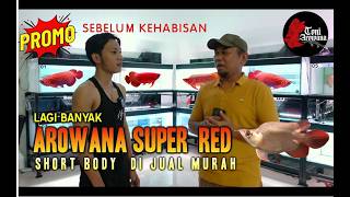 Download Lagu GALERI TONI AROWANA  JAKARTA BARAT MP3