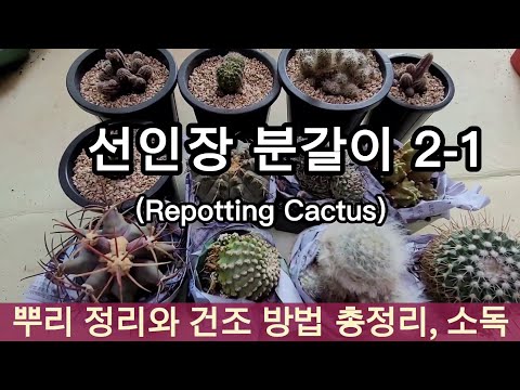 선인장 분갈이의 모든 것, Repotting cactus, 뿌리 정리 방법과 세척후 소독하기, 여러가지 건조 방법, 적절한 분갈이와 건강한 식물, 선인장 키우기