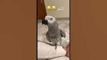 أنت ورع كوكو اشو 