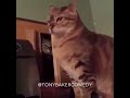 Funny Cat Sht | Tony Baker Voice over