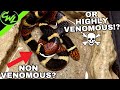 Non Venomous? Or HIGHLY VENOMOUS!??