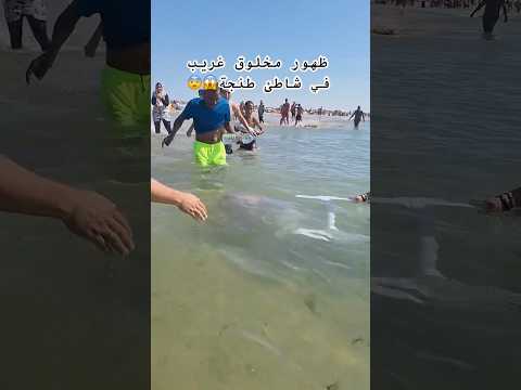 ظهور مخلوق غريب في شاطئ طنجة ابلور      ترند