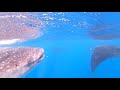 Whale Shark (and Manta Ray) Snorkeling Isla Mujeres • Cancun • Mexico • GoPro