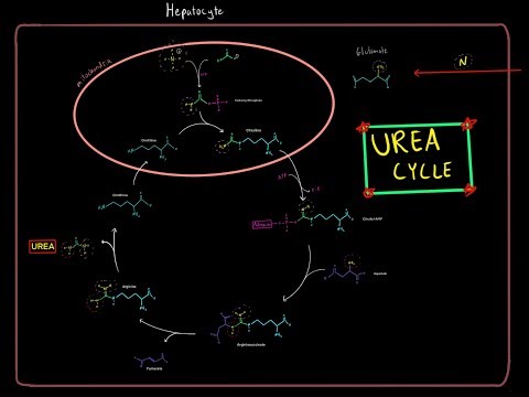 The Urea Cycle (EVERYTHING YOU NEED TO KNOW BIOCHEMISTRY MCAT)