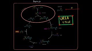 The Urea Cycle (EVERYTHING YOU NEED TO KNOW BY MCAT 99th% SCORER)