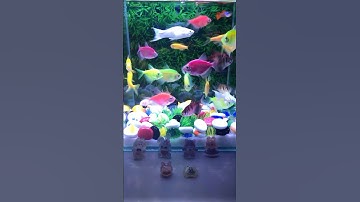 Fish / Cá Vàng Bơi #aquarium #cávàng #concá #cácảnh #bethuysinh #shotrs