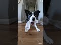 Caught in 4K: The Sock Bandit
