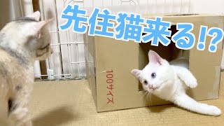 【元捨て猫】先住猫と初めて対面する子猫の姉弟がこちら！ by 捨て猫姉弟ハナとユキ 56,912 views 1 year ago 10 minutes, 24 seconds