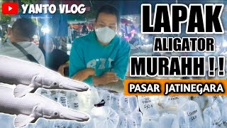 Harga Ikan Predator Murah