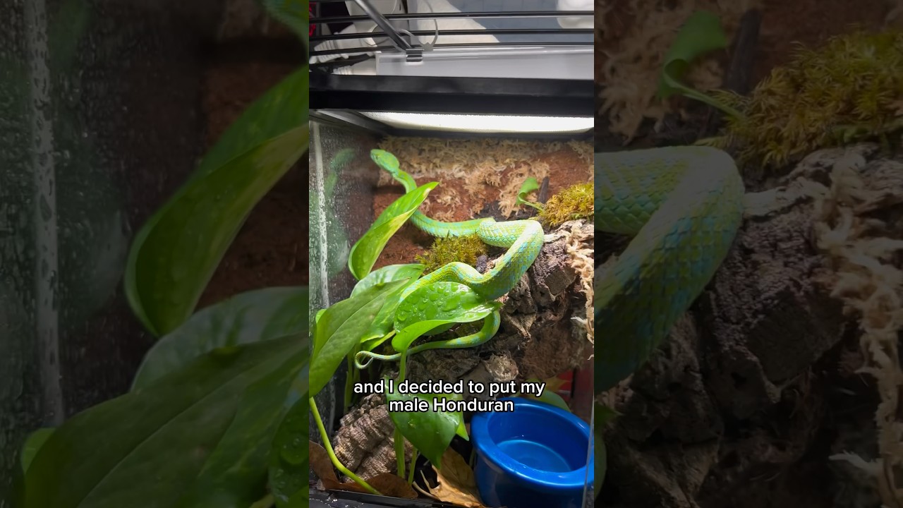 NEW ENCLOSURE FOR VIPER! 